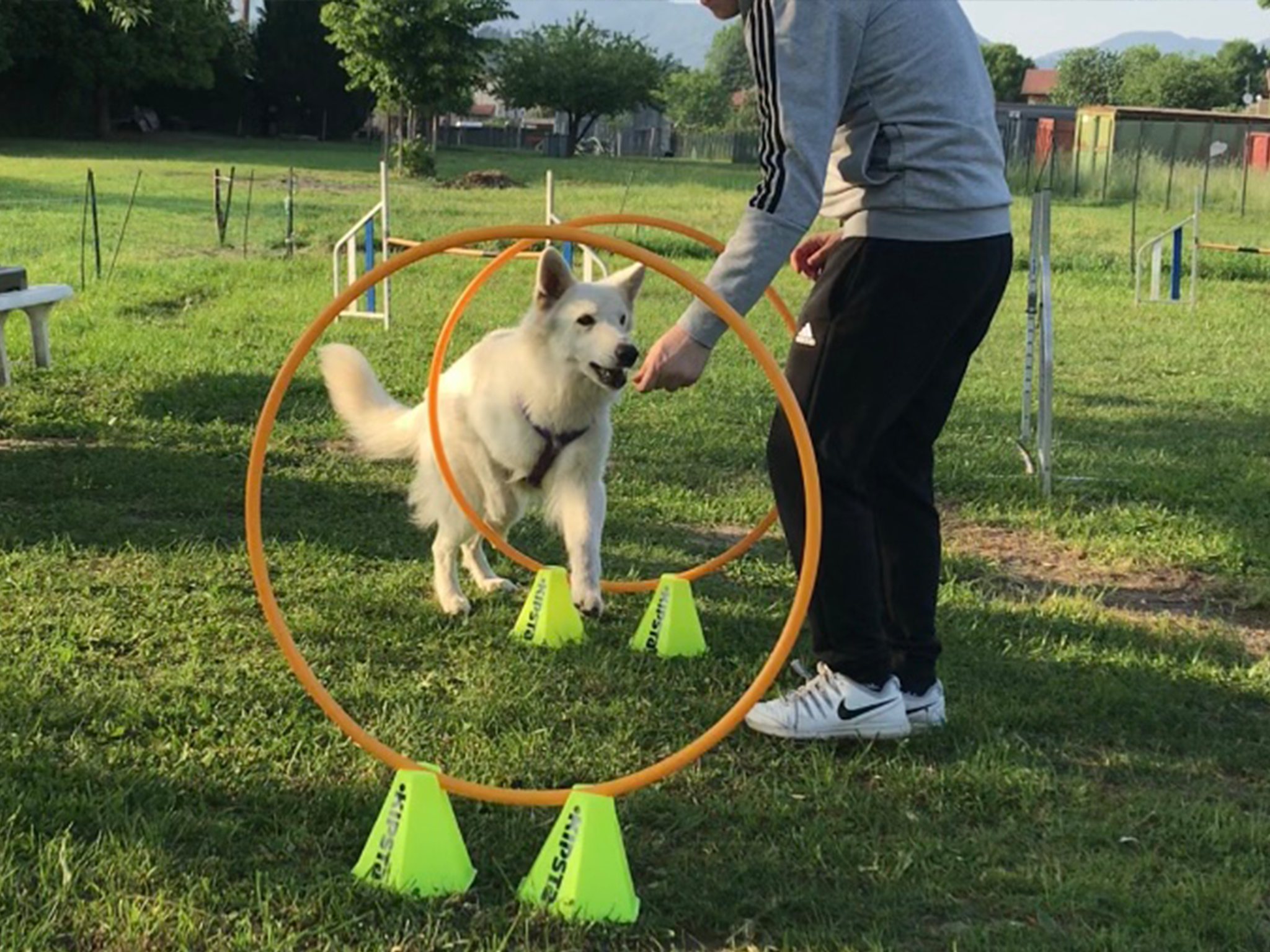 Pet Therapy Maggie - Varese