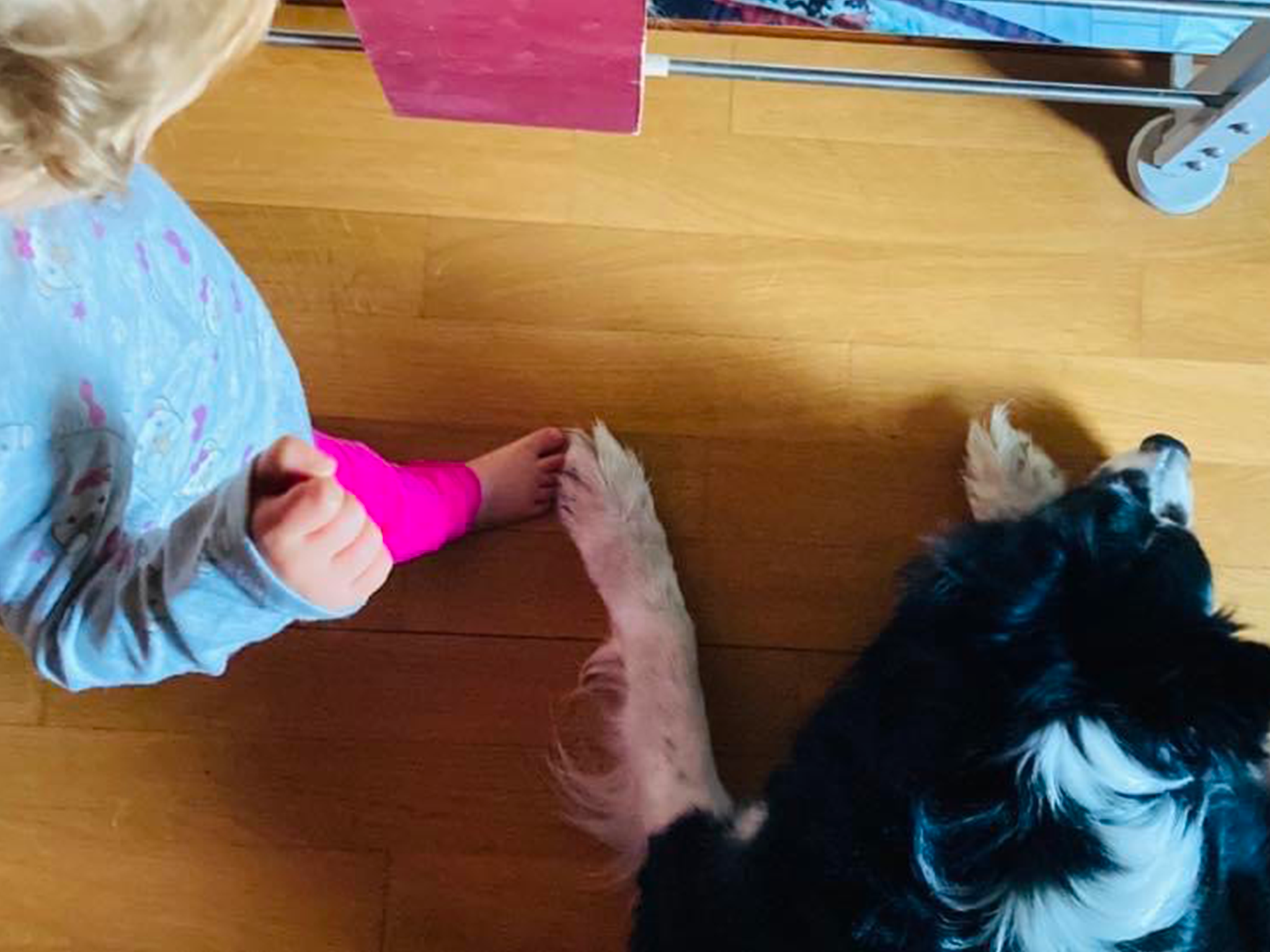 Pet Therapy in asilo - Varese