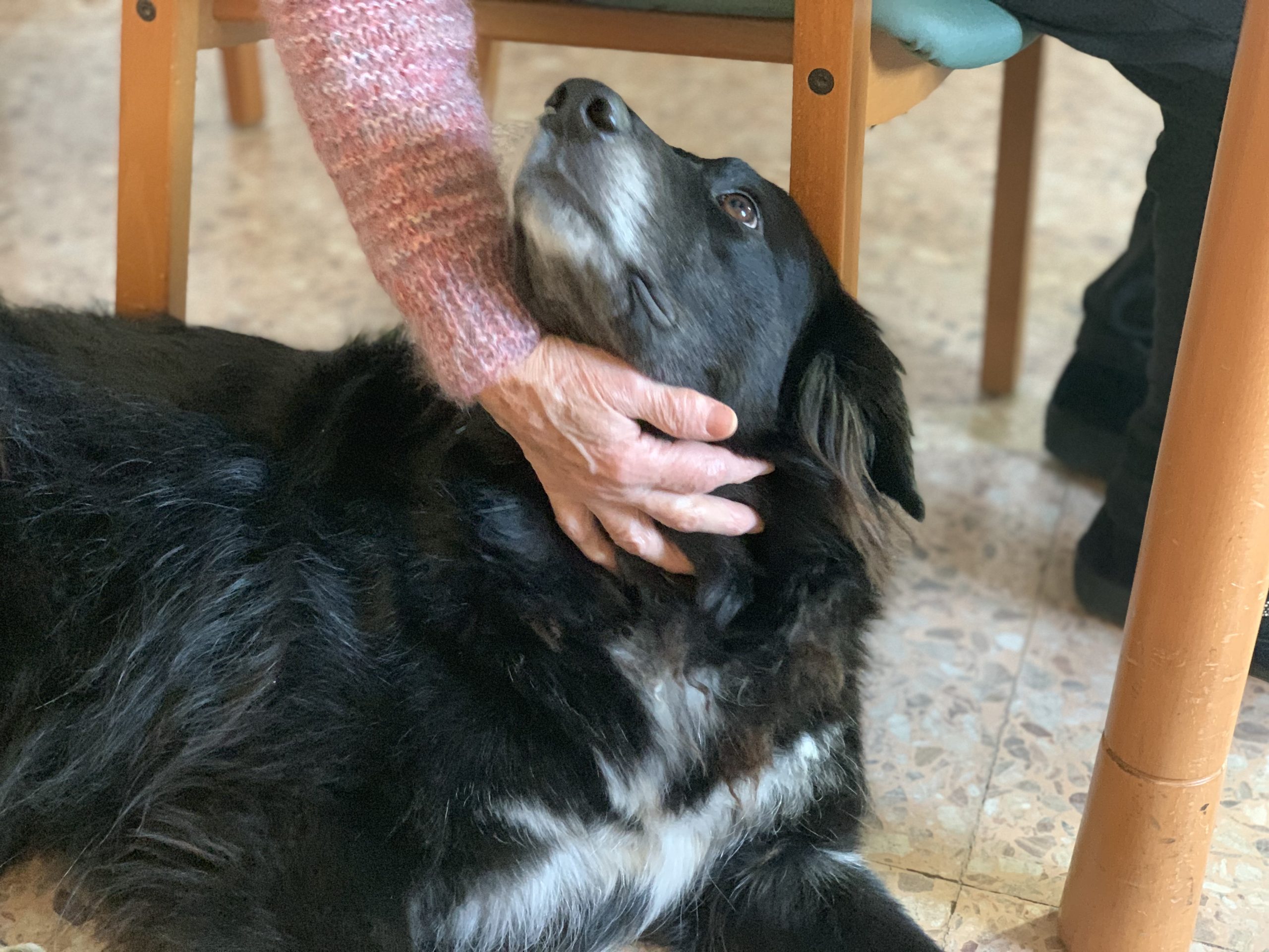 Pet Therapy e Alzaheimer - Varese