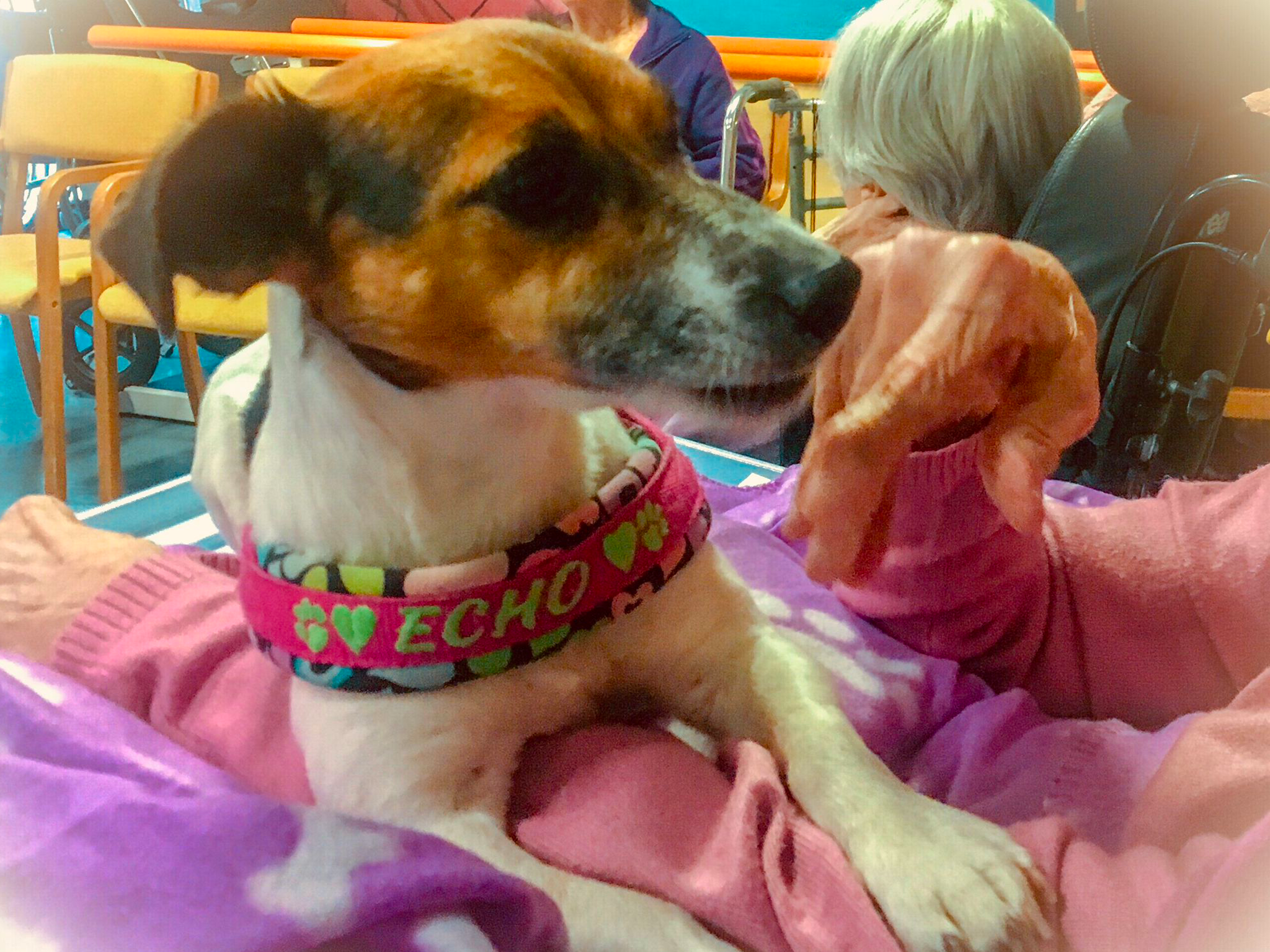 Pet Therapy e Alzaheimer - Varese