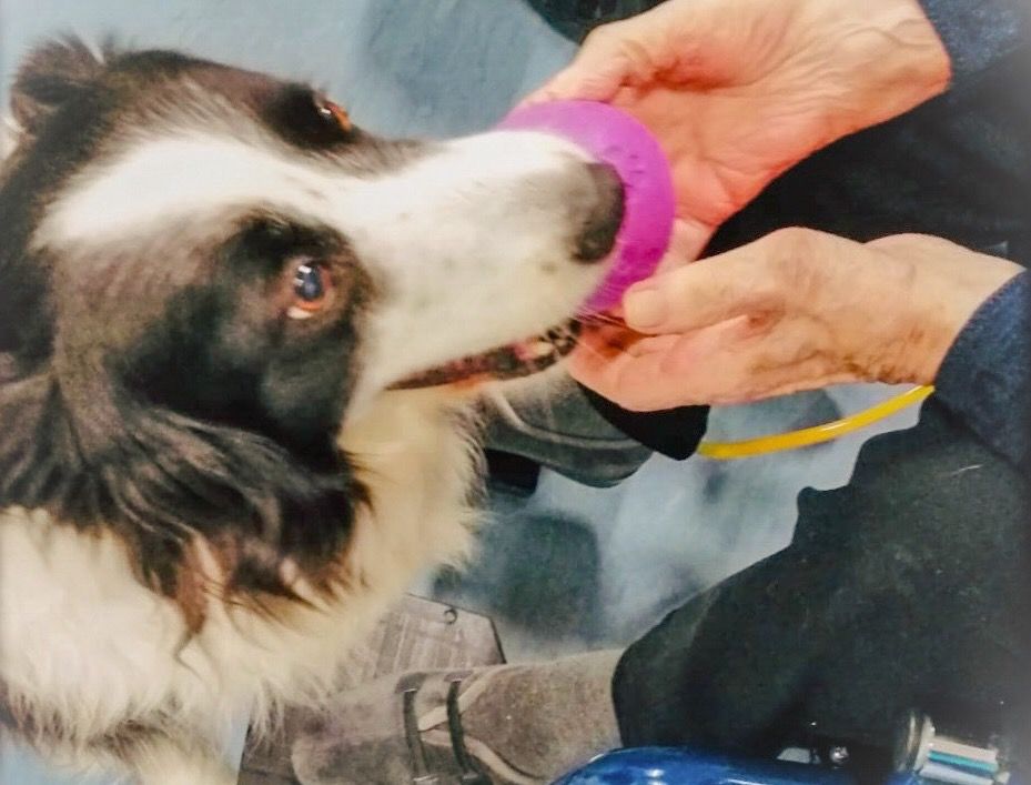 Pet Therapy e Alzaheimer - Varese