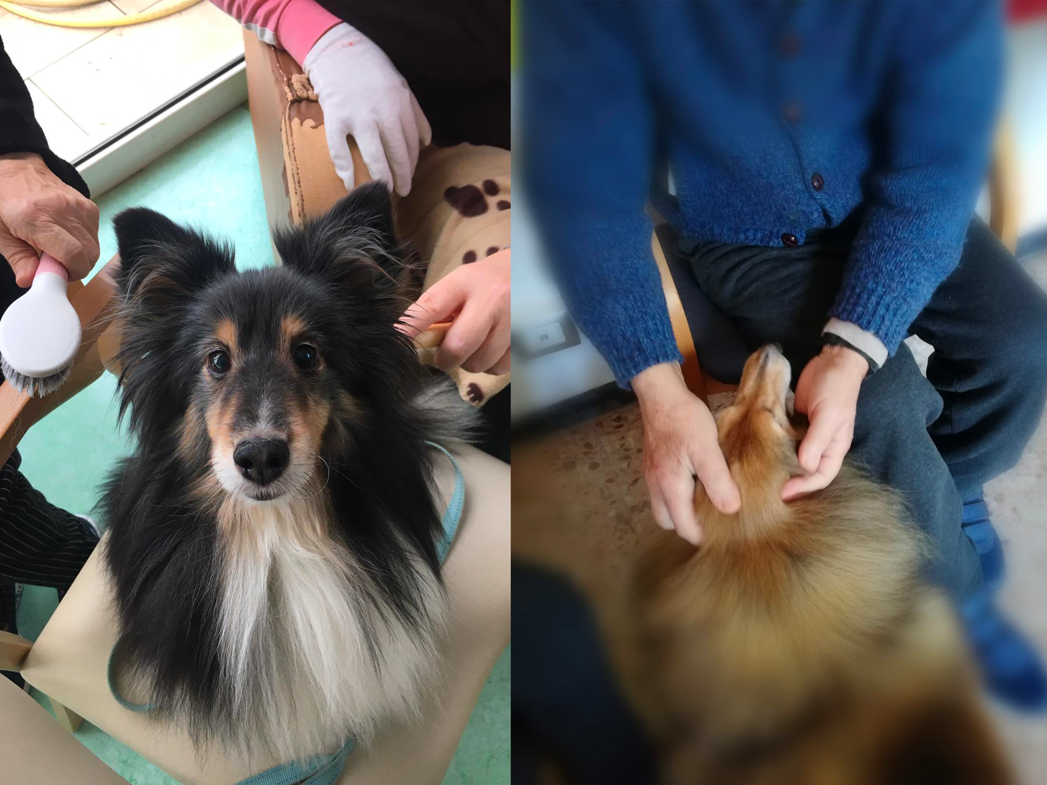 Pet Therapy e Alzaheimer