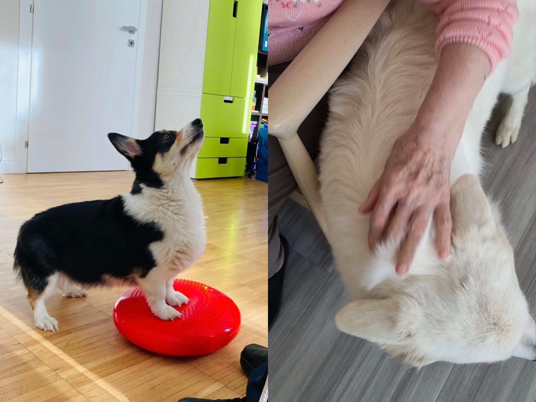 Pet Therapy e Alzaheimer
