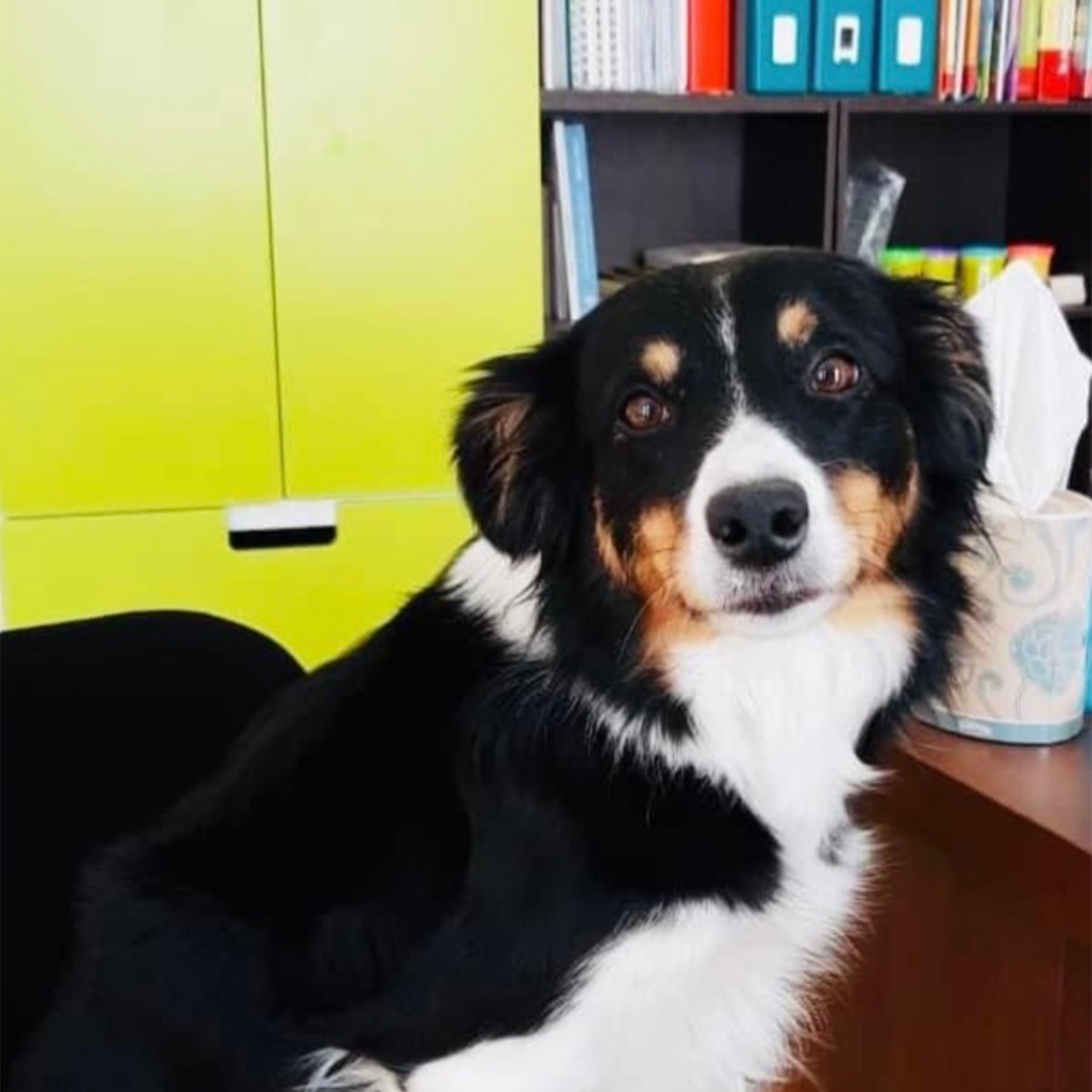 Kiki – Dog Club Varese – Pet Therapy Kiki - Dog Club Varese - Pet Therapy