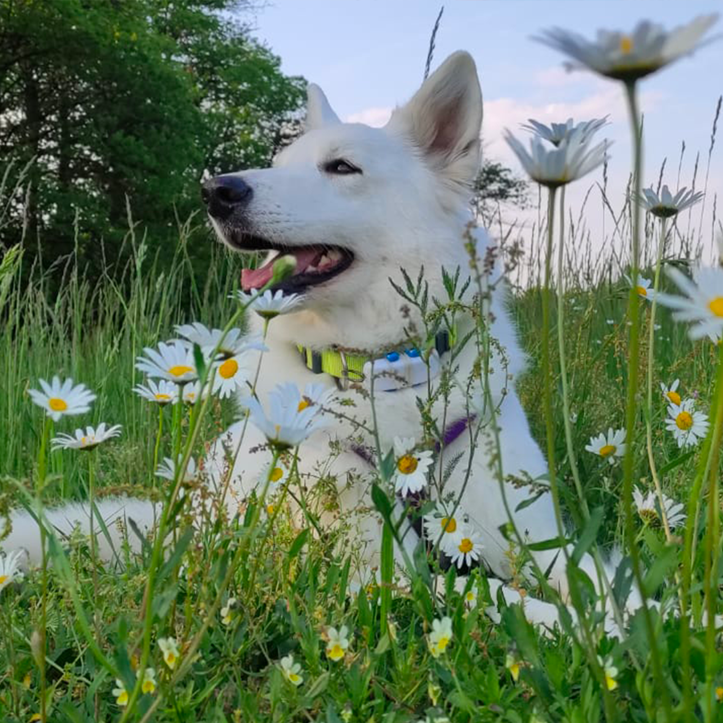 Maggie – Dog Club Varese – Pet Therapy Maggie - Dog Club Varese - Pet Therapy