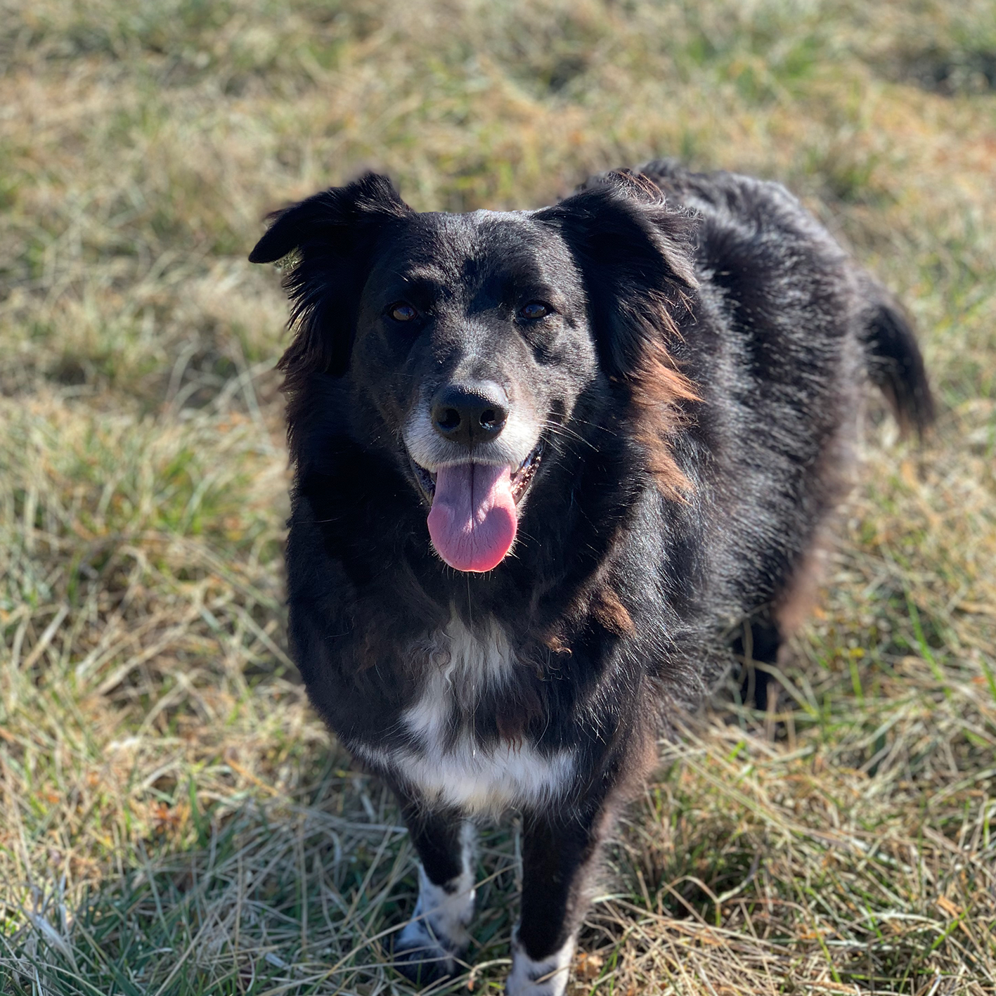 Peggy – Dog Club Varese – Pet Therapy Peggy - Dog Club Varese - Pet Therapy