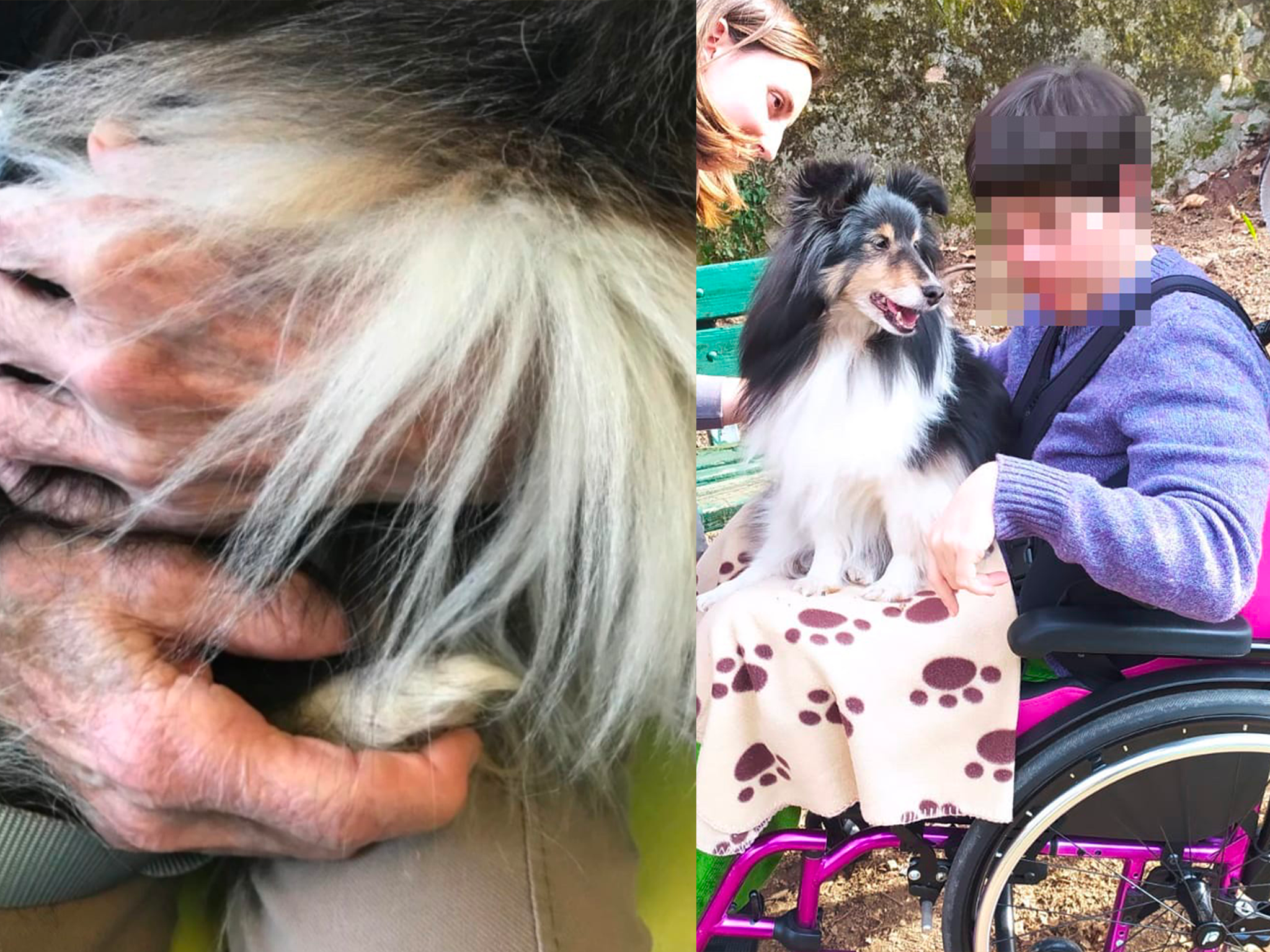 Pet Therapy e disabilità - Varese