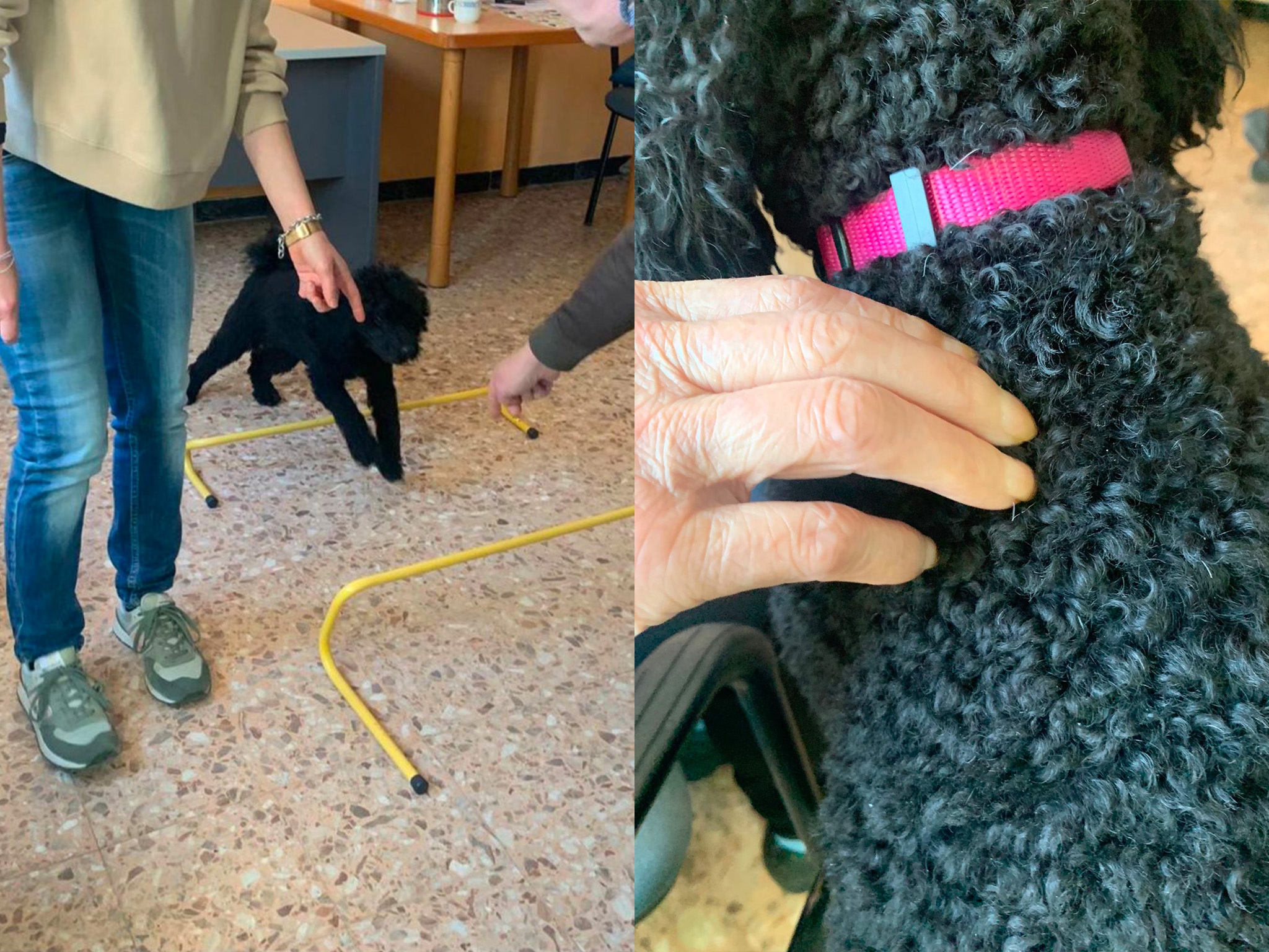 Pet Therapy e Alzaheimer