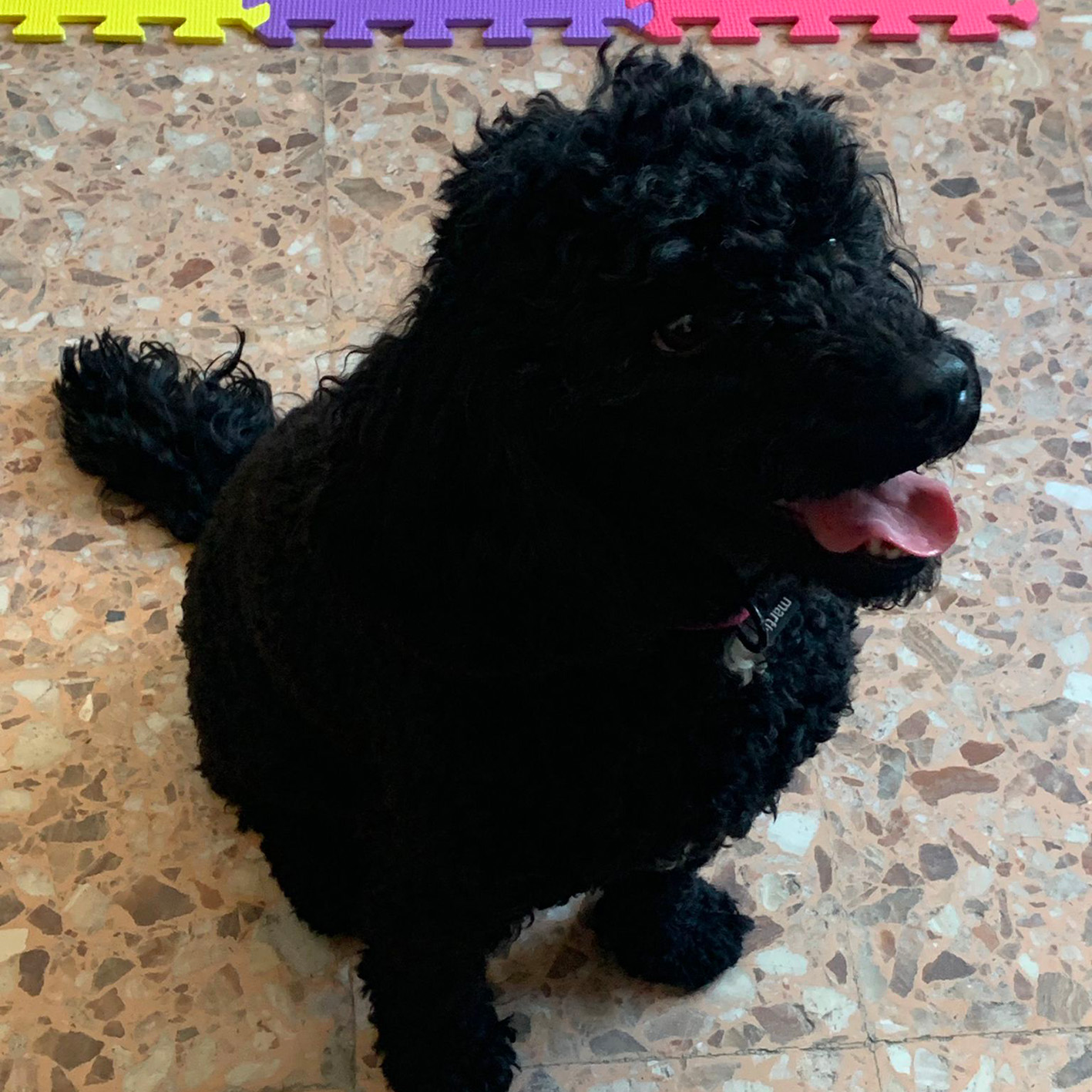 Mora – Dog Club Varese – Pet Therapy Mora - Dog Club Varese - Pet Therapy